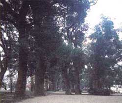 １中ノ島公園の大楠林