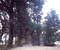 中ノ島公園の大楠林